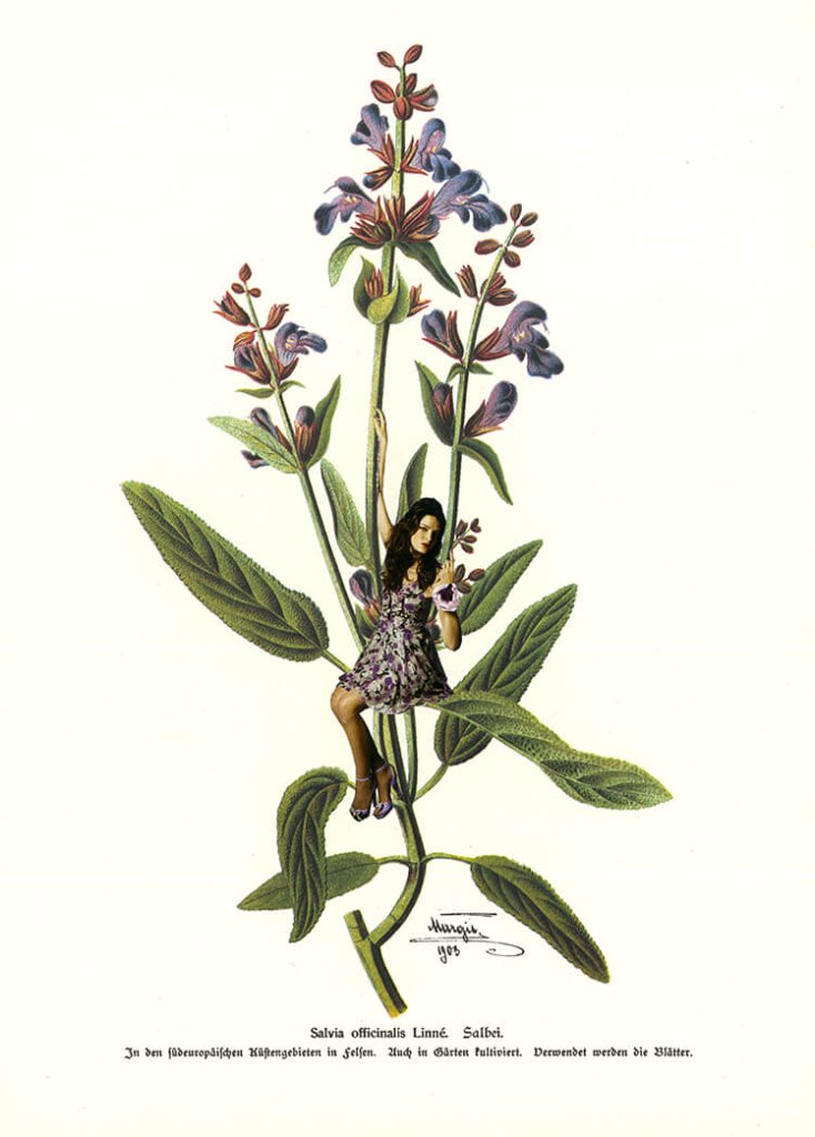 Salvia (Teil der Serie "Kräuter en Vogue")