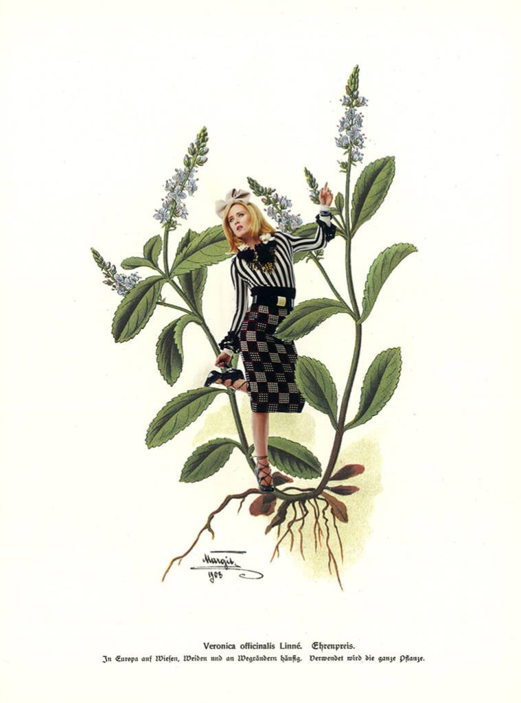 Veronica (Teil der Serie "Kräuter en Vogue")