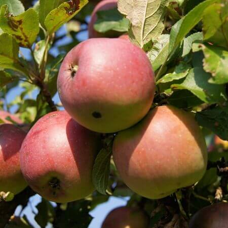 Bratapfel Likör - Image 2