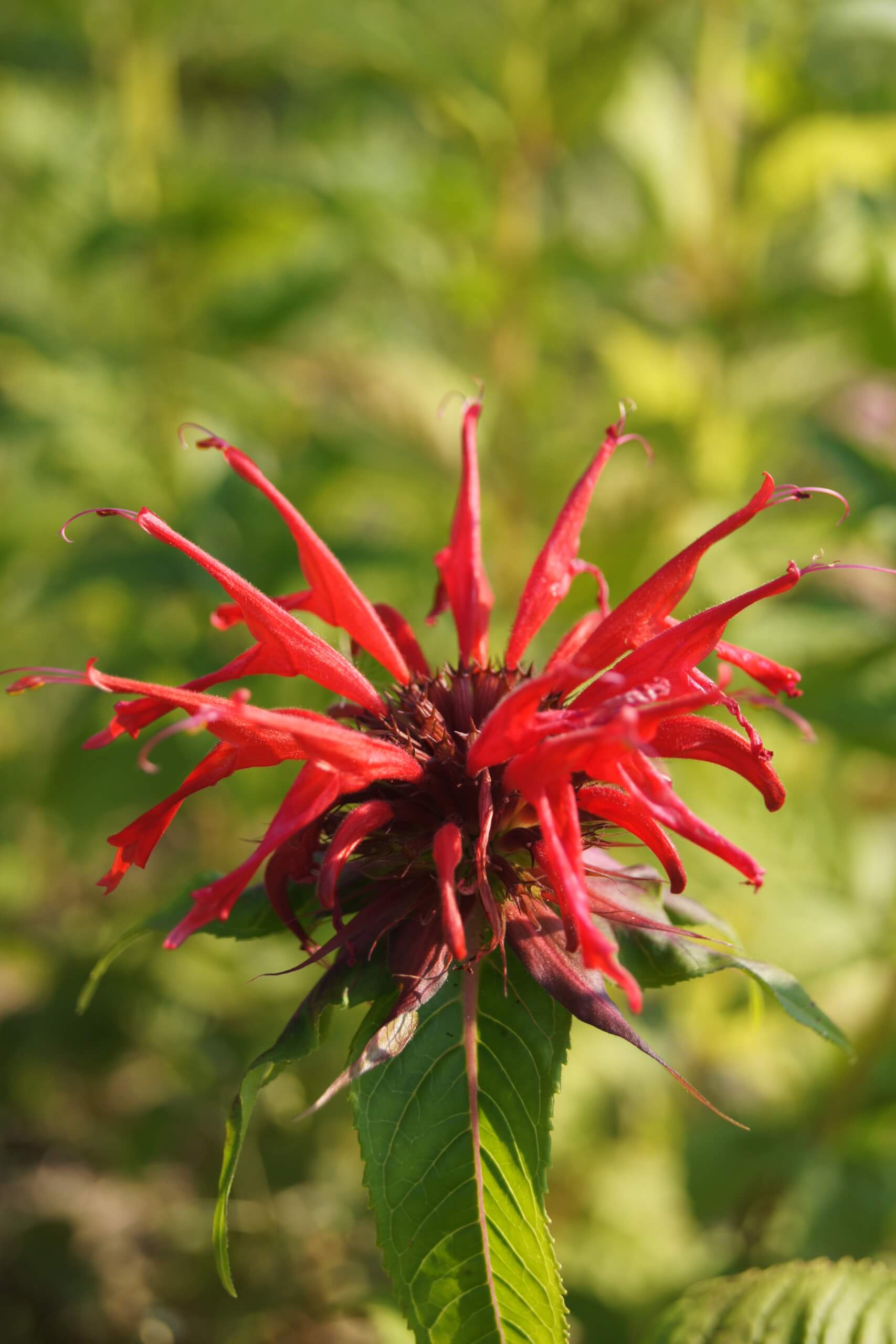 Melissen Sirup - Image 2