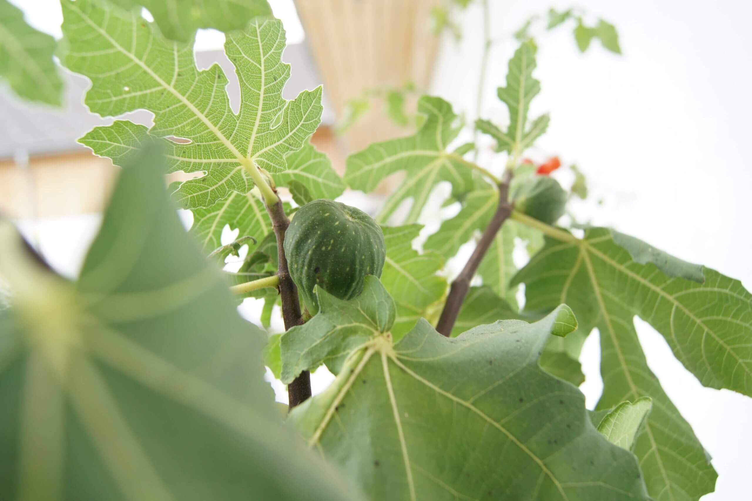 Feigen Chutney - Image 2