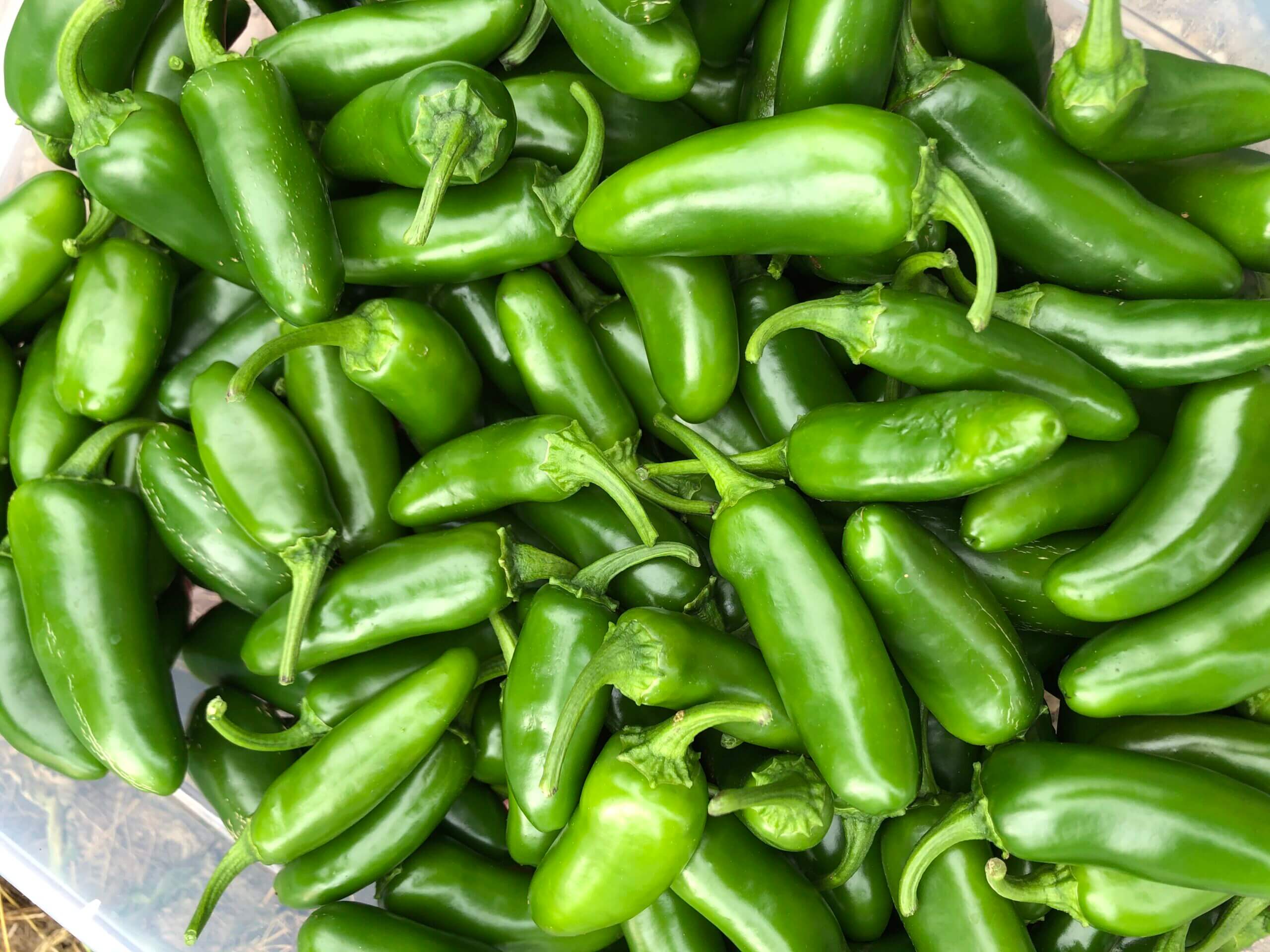 Jalapeno-Ringe - Image 2