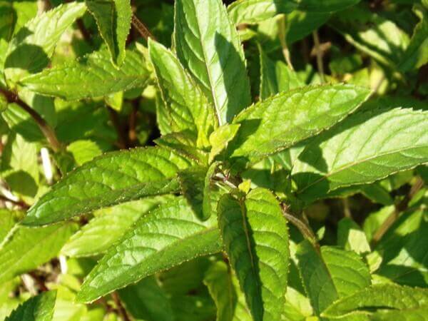 Holunder-Minze Sirup - Image 3