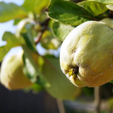 Quitten Chutney - Image 2