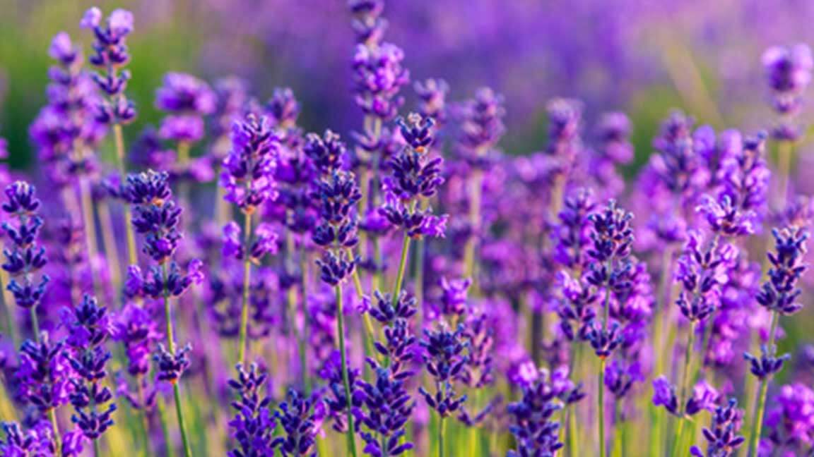 Holunder-Lavendel Sirup - Image 2