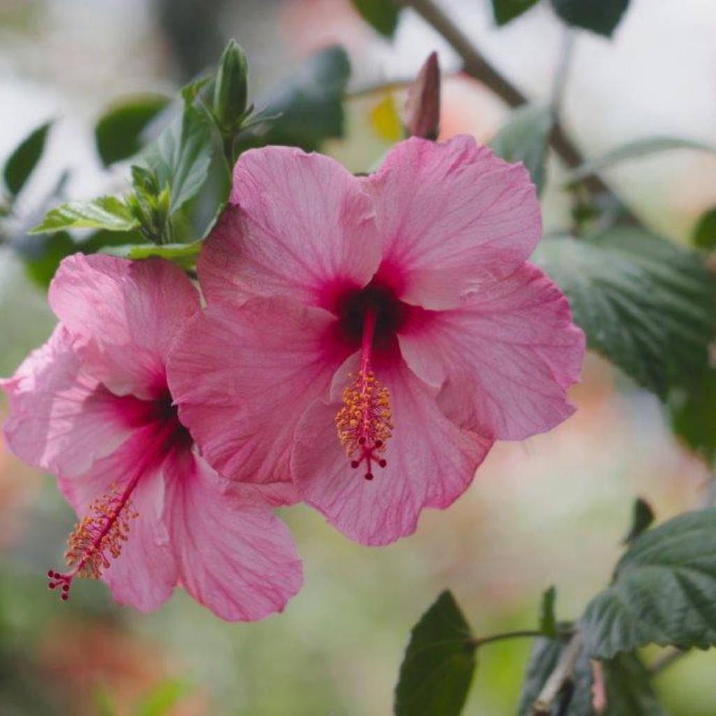 Gesichtscreme mit Hibiskusblütenextrakt - Image 2