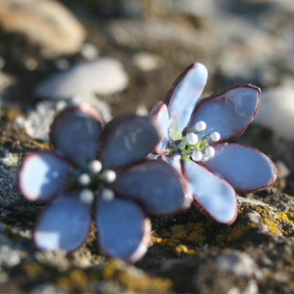 Ohrstecker Leberblümchen hellblau - Image 3