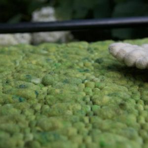 "Prinz auf der Erbse"